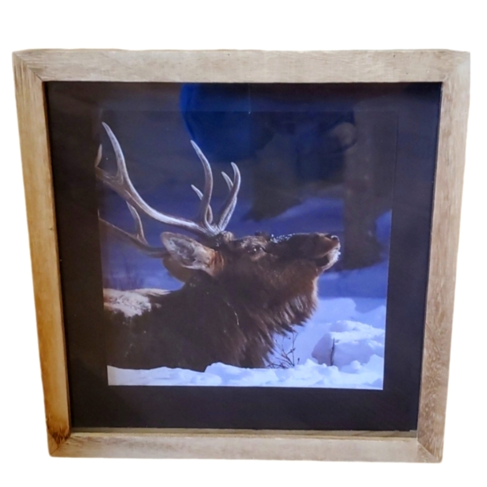 Original "Racked" Elk in Snow Photo from Yellowstone National Park in Wood Frame